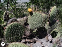 Opuntia perotensis