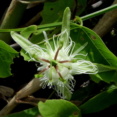 Passiflora amalocarpa