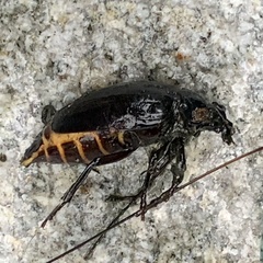 Prionus laticollis