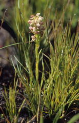 Disa obtusa