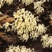 Ceratiomyxa fruticulosa flexuosa - Photo (c) Cara Coulter, some rights reserved (CC BY-NC), uploaded by Cara Coulter