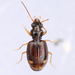 Bembidion frontale - Photo (c) Owen Strickland, μερικά δικαιώματα διατηρούνται (CC BY), uploaded by Owen Strickland