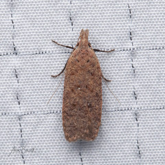 Dichomeris ventrellus