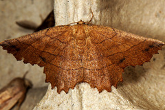 Euchlaena johnsonaria