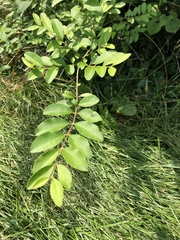 Magnoliopsida