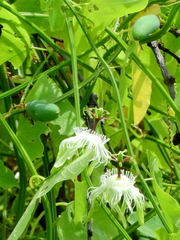 Passiflora amalocarpa