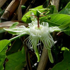 Passiflora amalocarpa