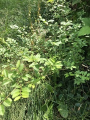 Magnoliopsida