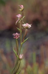 Disperis paludosa