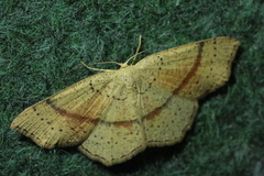 Cyclophora punctaria