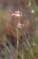 Disperis paludosa