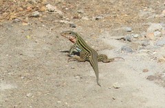 Aspidoscelis costatus