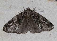 Chlenias ochrocrana