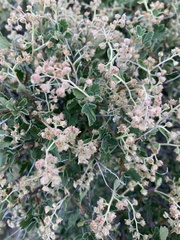 Holodiscus discolor microphyllus