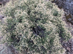 Holodiscus discolor microphyllus