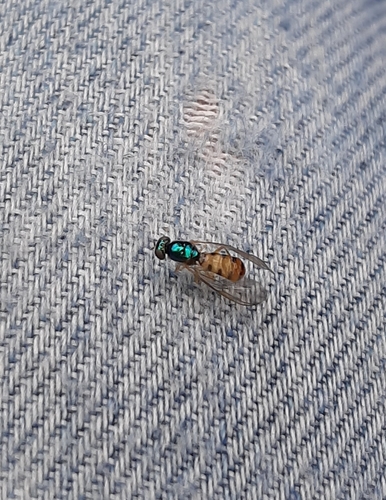 Microchrysa latifrons