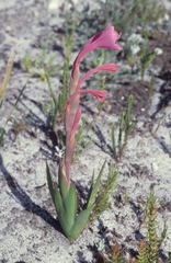 Watsonia coccinea