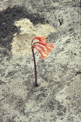 Cyrtanthus ventricosus