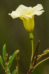 Angadenia berteroi