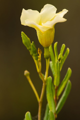 Angadenia berteroi