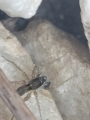Pardosa