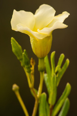 Angadenia berteroi