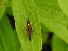 Ichneumon centrator