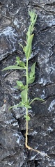 Epilobium campestre