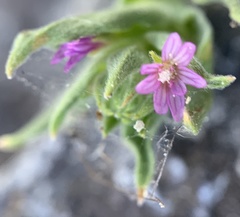Epilobium campestre