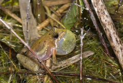 Acris gryllus dorsalis