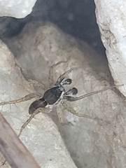 Pardosa