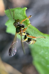 Psammaletes mexicanus