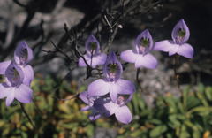 Disa maculata