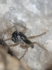 Pardosa