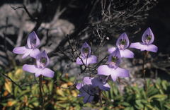 Disa maculata