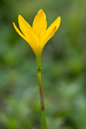 Zephyranthes citrina