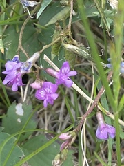 Astragalus vexilliflexus