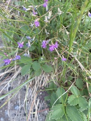 Astragalus vexilliflexus