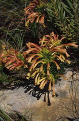 Erica quadrisulcata
