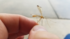 Hylobittacus apicalis