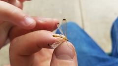 Hylobittacus apicalis