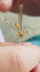 Hylobittacus apicalis