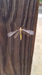 Hylobittacus apicalis