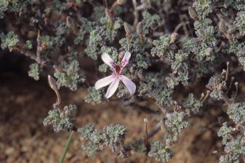 Image of Southernwood-Leaf Storksbill (Pelargonium abrotanifolium) by (c) Tom Lloyd Evans, some rights reserved (CC BY-SA)