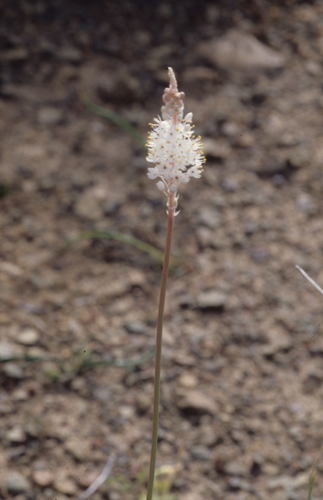 Image of White Catstail (Bulbinella cauda) by (c) Tom Lloyd Evans, some rights reserved (CC BY-SA)