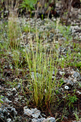 Schizachyrium gracile