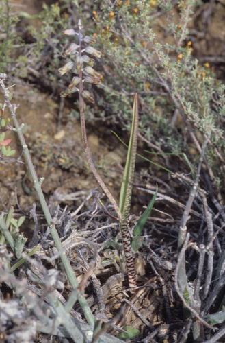 Image of Lachenalia attenuata by (c) Tom Lloyd Evans, some rights reserved (CC BY-SA)