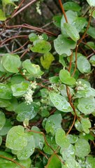 Muehlenbeckia complexa grandifolia