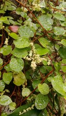 Muehlenbeckia complexa grandifolia