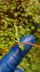 Muehlenbeckia complexa grandifolia